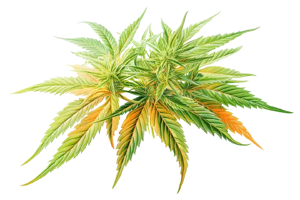 Bunte Cannabisblüte, umgeben von Cannabisblättern in Grün Die Farben einer Cannabispflanze sind vielseitig und schön.